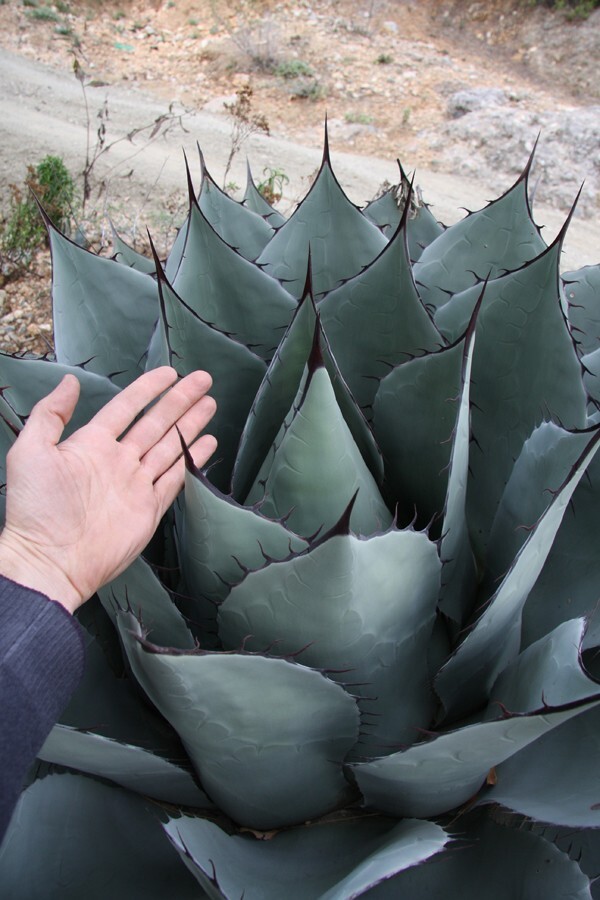 Колючки Agave ovatifolia