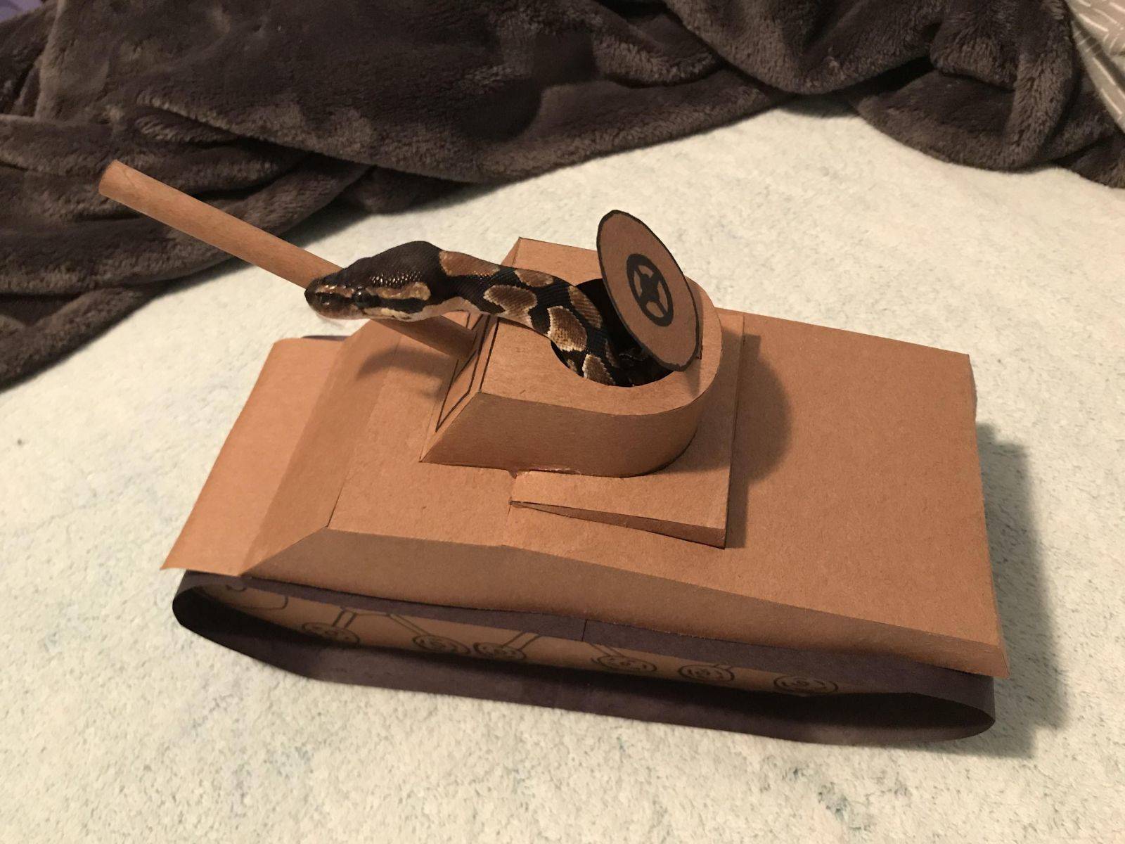 Забавные картинки для хорошего настроения Забавные картинки для хорошего настроения животные,жизнь,звери,земля,котики,коты,курьезы,мир,питомцы,планета,приколы,природа,смешное,собаки,факты,фауна,флора,щенки,юмор