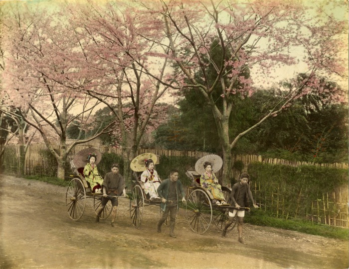 Считается, что к 1872 году в Токио было уже около 40000 рикш и это был основной вид общественного транспорта в Японии. 