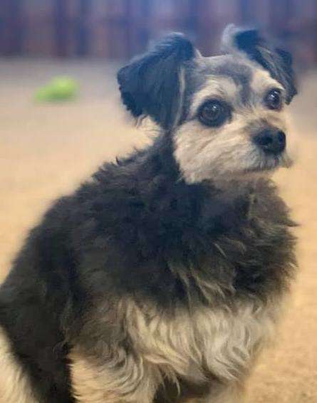 смешной пес