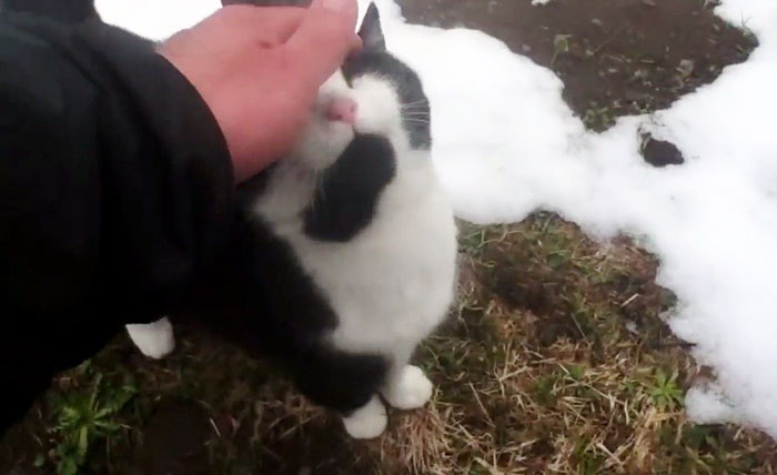 кот помог заблудившемуся человеку спуститься с горы в Швейцарии