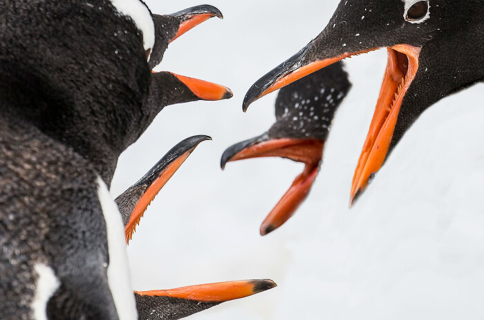 У пингвинов зубы на клюве и языке нужны для удерживания рыбы / Фото: turcluster67.ru
