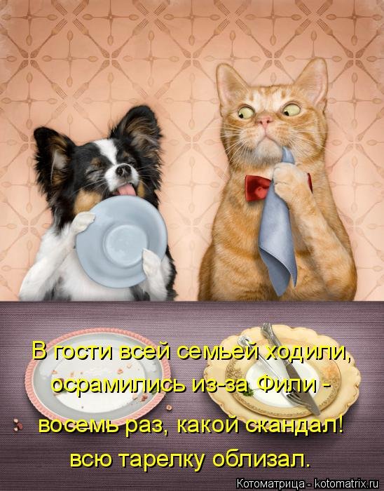 Забавные и веселые котоматрицы из сети 