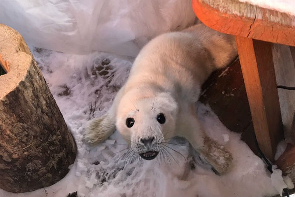 Малышка очень милая, но иногда грозно рычит Фото: vk.com/sealrescue