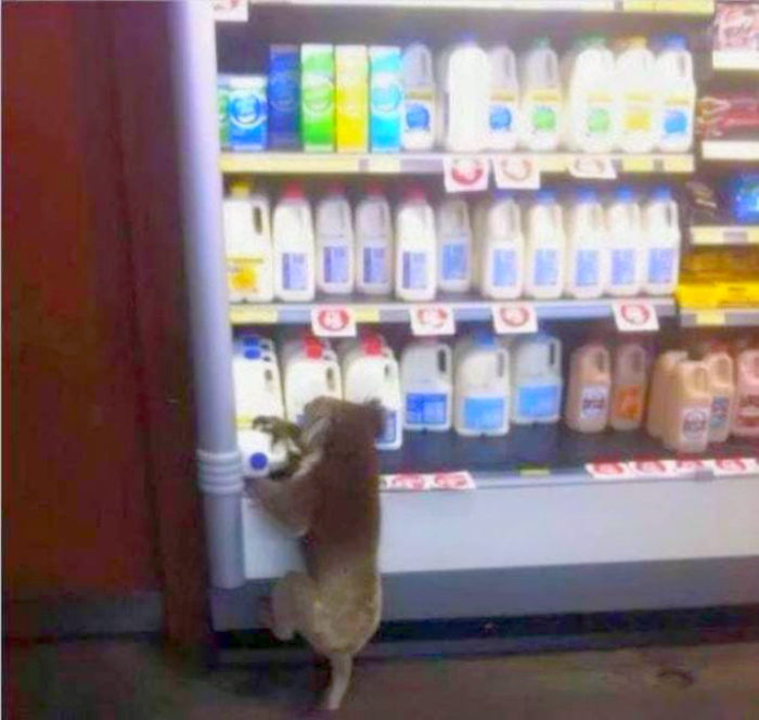 15+ ситуаций, в которые сложно поверить, если не бывал в Австралии заграница,страны,туризм