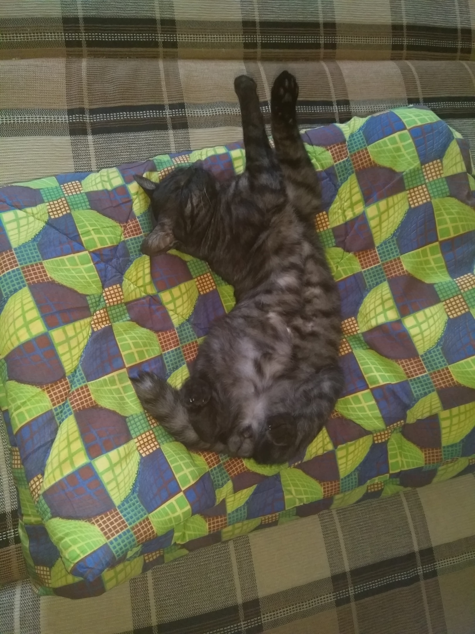 котёнок на кровати