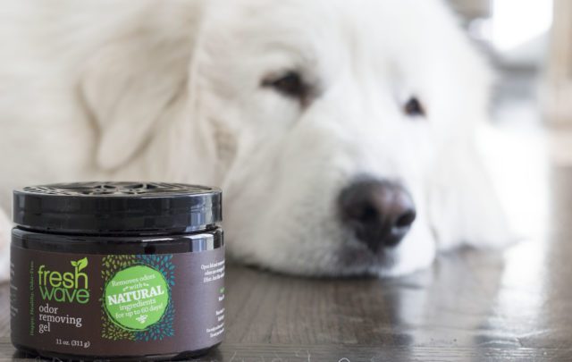 Tired of just masking odor with candles or scented sprays? Fresh Wave removes odor molecules to truly leave you with a fresh smelling home. Here's why Fresh Wave is this Pacific Northwest home's favorite for eliminating wet Great Pyrenees smell!