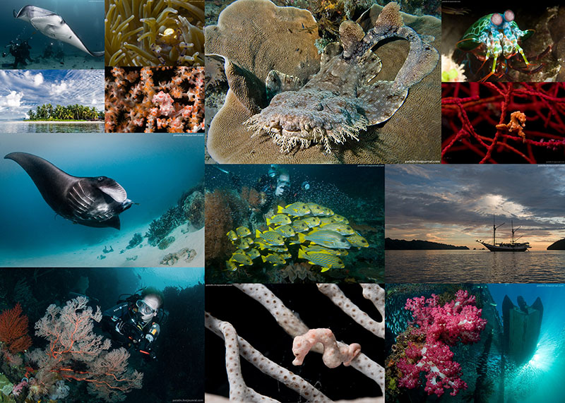 Фотография: Волшебный мир архипелага Раджа Ампат №1 - BigPicture.ru