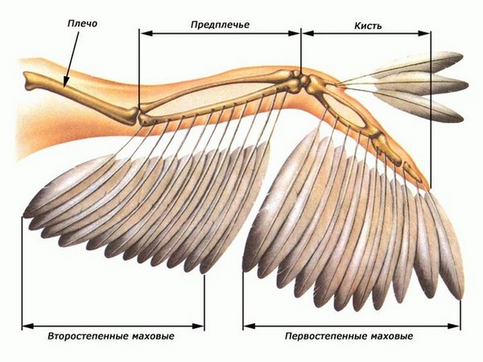 Как устроено крыло птицы.