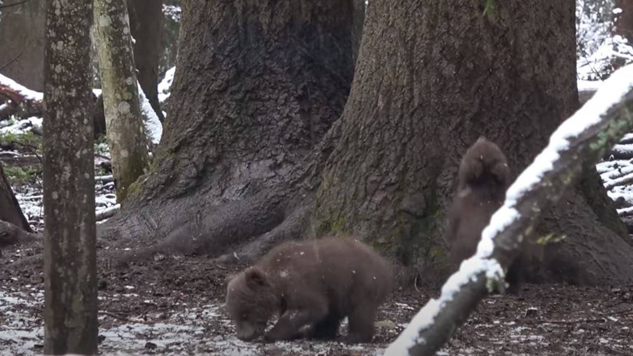 Видео с игрой медвежат во время снегопада в Тверской области появилось в Сети