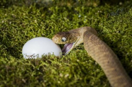 Африканская яичная змея: Победитель в номинации самая широкая глотка года Африканская яичная змея,животные,интересные факты,познавательно,природа