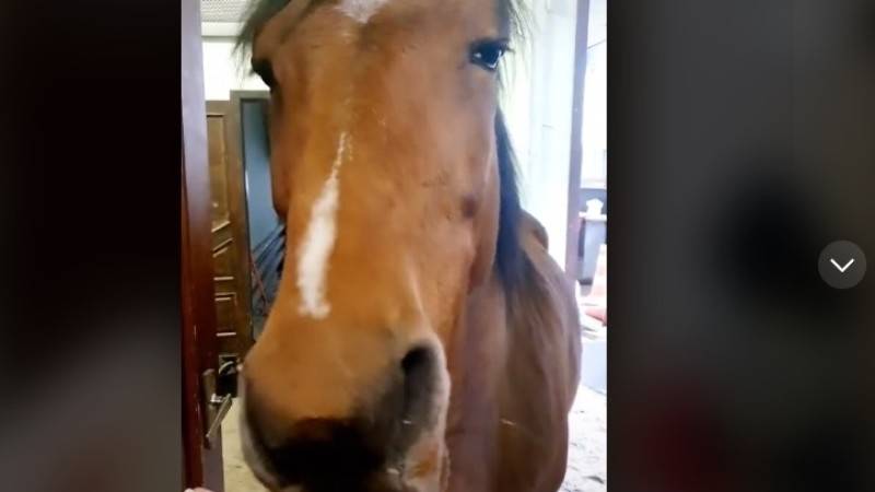 Получившая яблоко лошадь завоевала сердца миллионов пользователей TikTok 