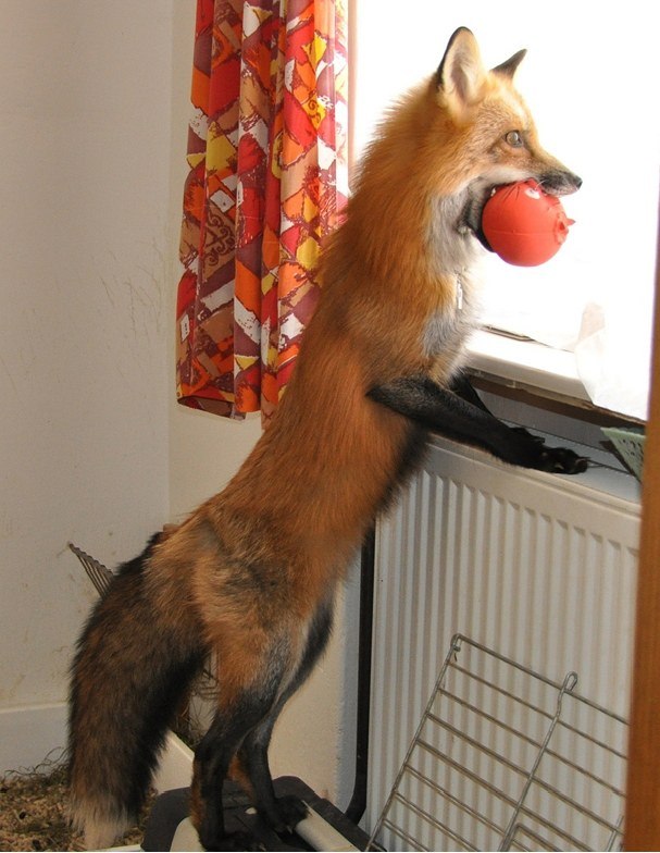 Парень спас лису от гибели, и вот какой она стала