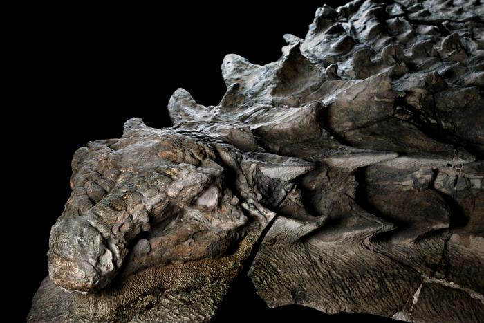 Мумии динозавров динозавры, ожившие мумии, наука, длиннопост
