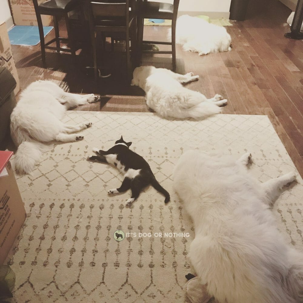 Four Great Pyrenees and a cat