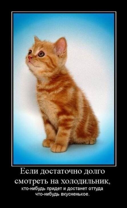 Свежая подборка демотиваторов для вашего отличного настроения!