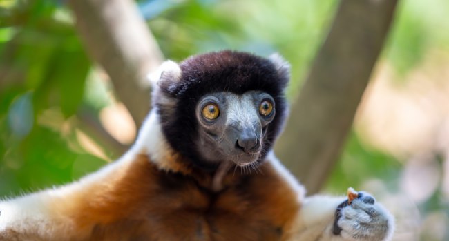 Мадагаскар. Увенчанный сифака (лат. Propithecus coronatus). Crowned sifaka. Madagascar. Фото 25ehaag6 - Freepik.com