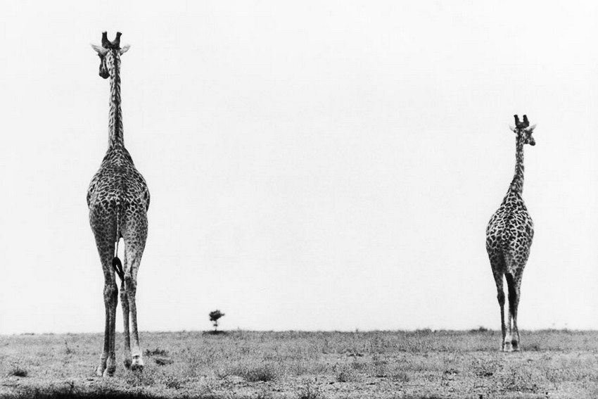 Свидетель века: великие события и простые люди на снимках Марка Рибу Свидетель века: великие события и простые люди на снимках Марка Рибу фотография