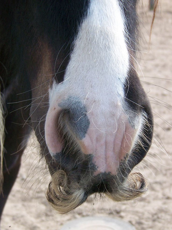 Horse-moustaches