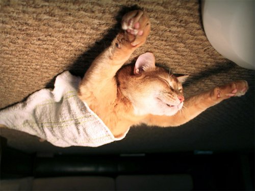 Если б кошки могли парить под потолком, как воздушные шарики Если б кошки могли парить под потолком, как воздушные шарики