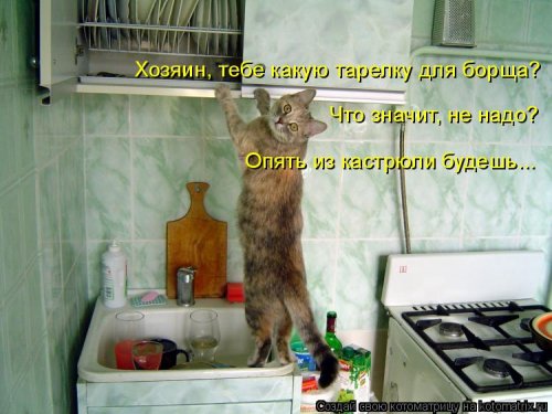 Свежая котоматрица  смешные картинки