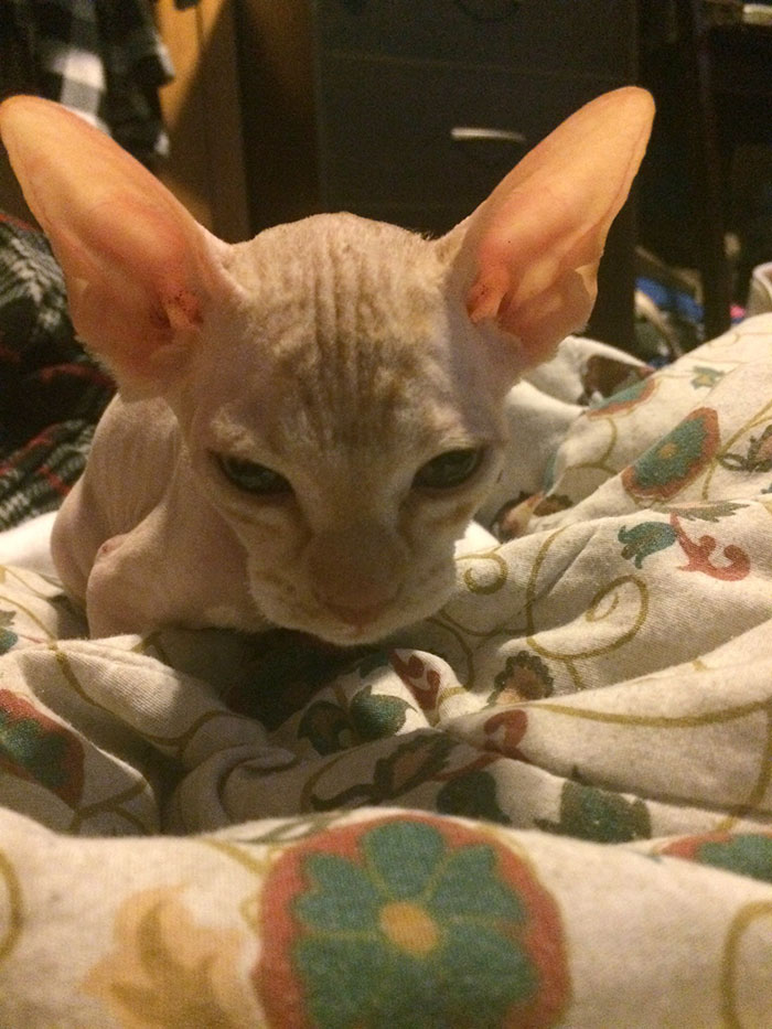 shaved-kittens-sold-sphynx-cats-1