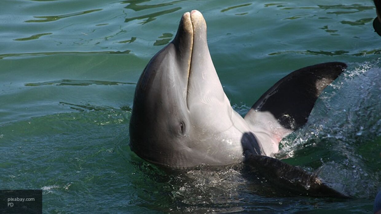 Нападение дельфинов. Человек Дельфин. Дельфины нападают на людей.