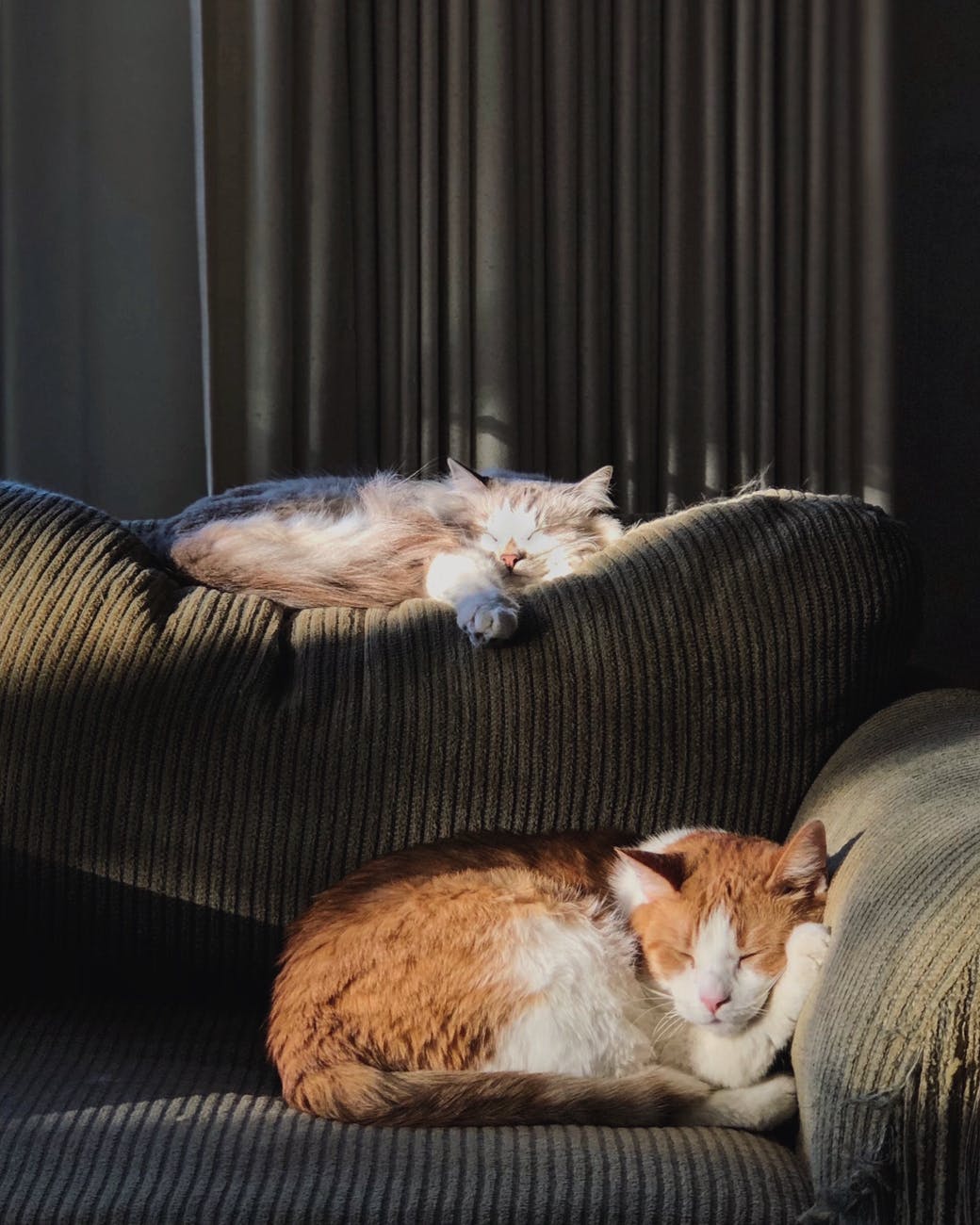 коты
