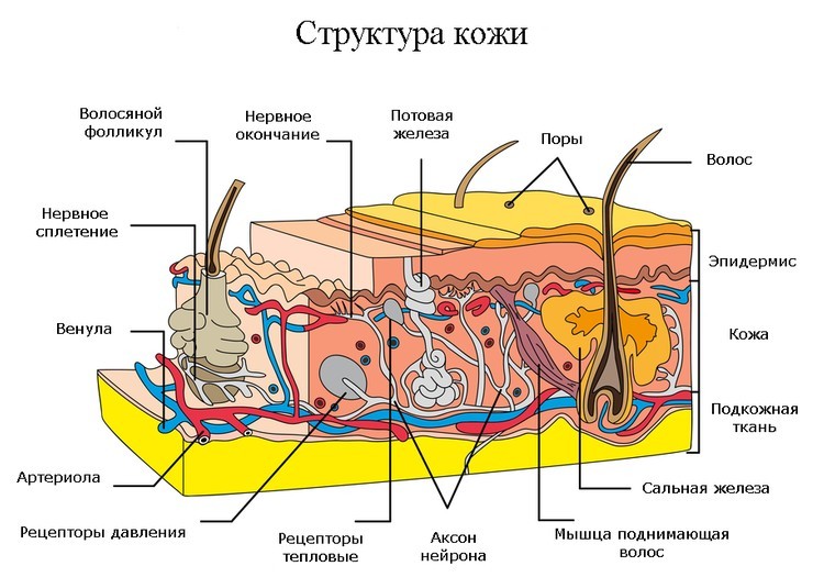 Упражнения Сэнфорда Беннета: Никогда не поздно стать моложе!