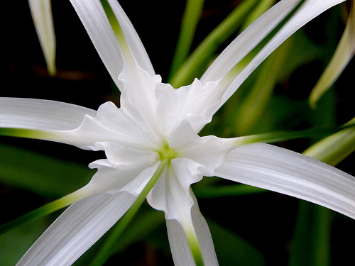 Фото - Привет.ру - Кринум маврикийский (Crinum mauritianu), - Экзотические растения мира - фотографии пользователя olia