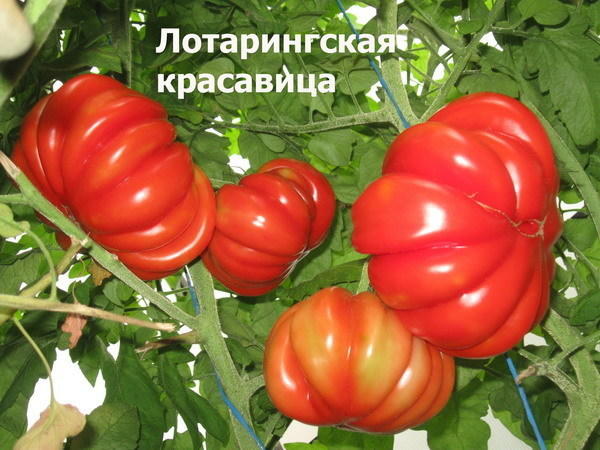 Томат сорт &#39;Beauty Lottringa Red&#39; фото сайта sadik45.ru
