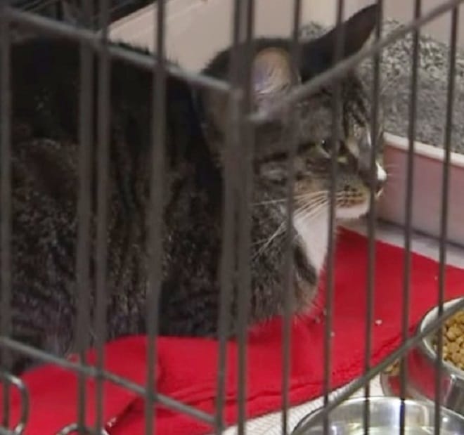 Кот в клетке