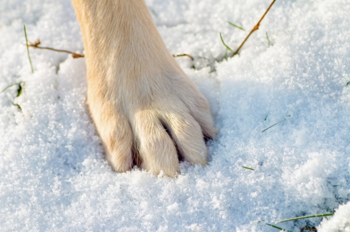 мероприятия ко дню защиты животных. хатико бездомным животным. хатико самый верный друг. хатико бездомным животным. собака иллюстрация.