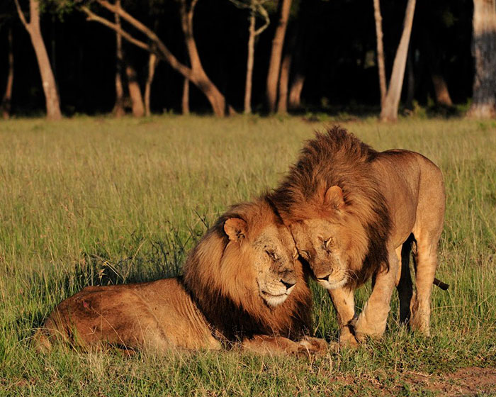 The Lions Look Like They're On A Cover For Best Romantic Hits Album