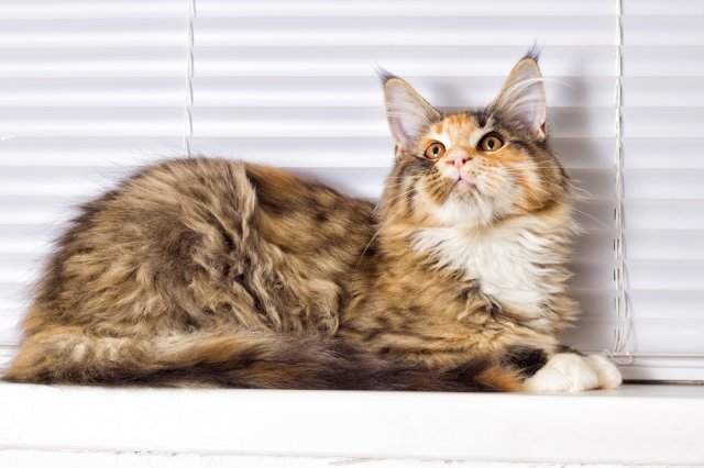 10 интересных фактов о кошках, о которых вы и не подозревали кошки, человека, чтобы, просто, домашних, кошка, кошек, питомец, только, когда, более, несколько, зрение, часов, сильно, очень, животное, гораздо, Причем, вполне