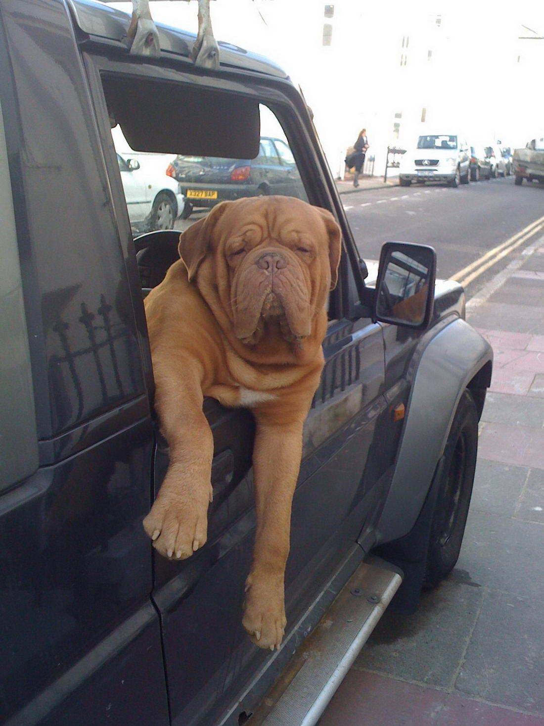 Забавные картинки для хорошего настроения Забавные картинки для хорошего настроения животные,жизнь,звери,земля,котики,коты,курьезы,мир,питомцы,планета,приколы,природа,смешное,собаки,факты,фауна,флора,щенки,юмор