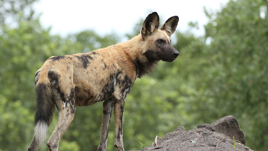 Изменение климата заставило гиеновидных собак размножаться в более голодное время