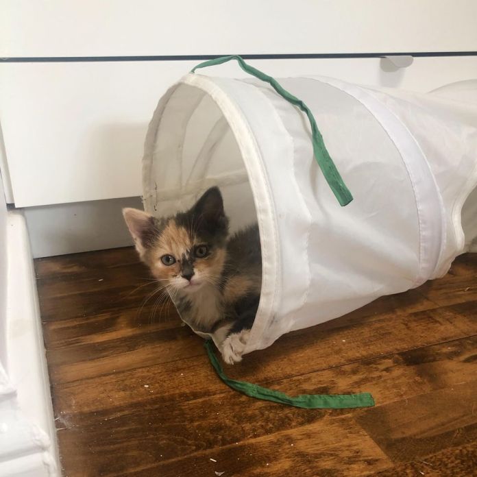 Без кота и жизнь не та