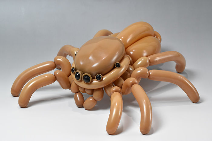 Jumping Spider