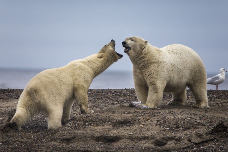 Белые медведи поселились неподалеку от людей из-за отсутствия еды