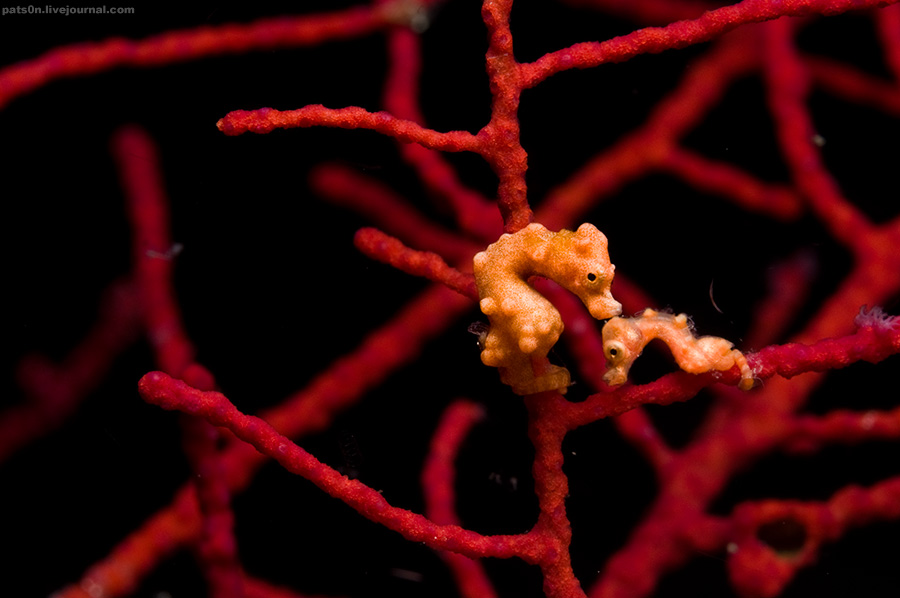 Фотография: Волшебный мир архипелага Раджа Ампат №9 - BigPicture.ru