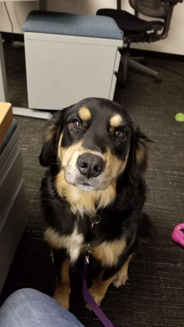 собака в доме