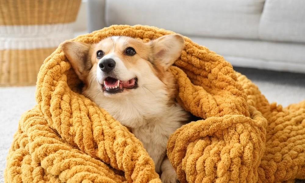 Собака боится оставаться одна: что такое сепарационная тревога у животных и как с ней работать