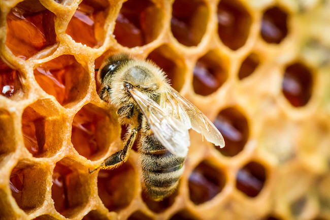 12. Пчелиные соты животные, насекомые, пчёлы, факты