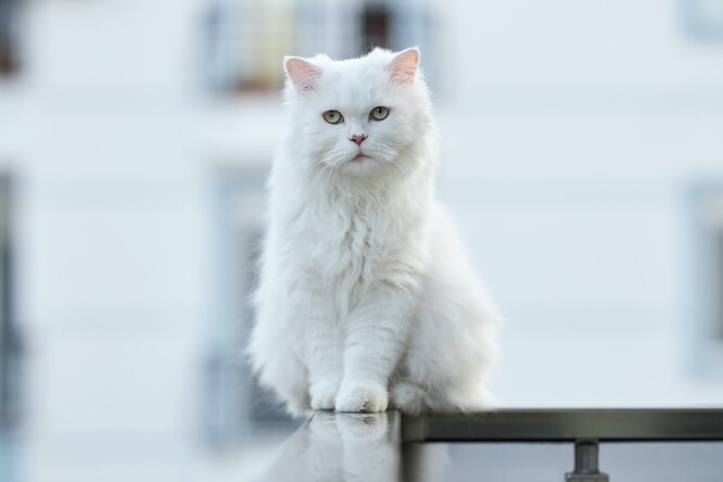 белая кошка