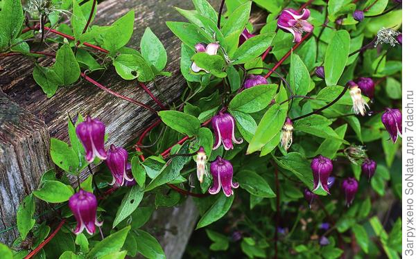 Клематис в вашем саду, или Да здравствует король! Клематис, Clematis, цветками, клематиса, клематис, viticella, texensis, тексенский, которые, плети, фиолетовый, почвы, крупноцветковый, мелкими, нужно, можно, именно, цветки, цельнолистный, представителей