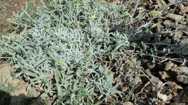 Железница крымская (Sideritis taurica)