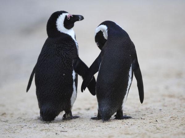Африканские пингвины: особенности внешнего строения и поведения