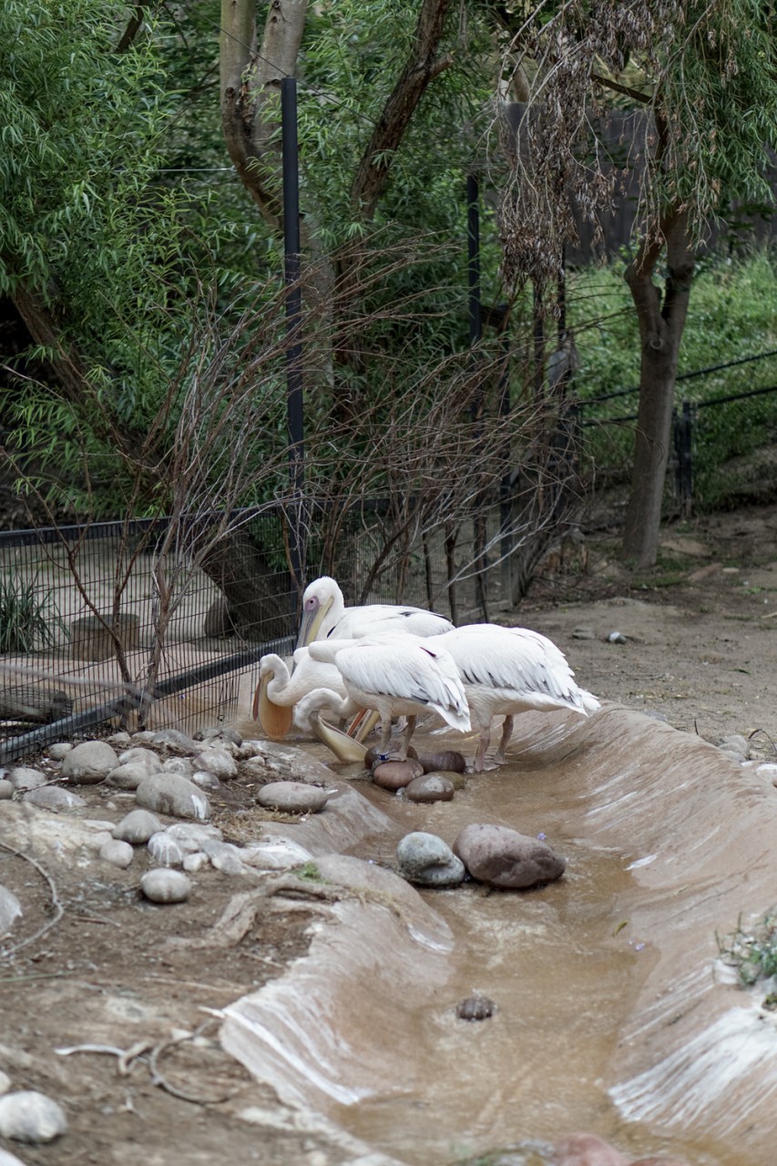 San Diego Zoo Spring 2016 | SCATTERBRAIN
