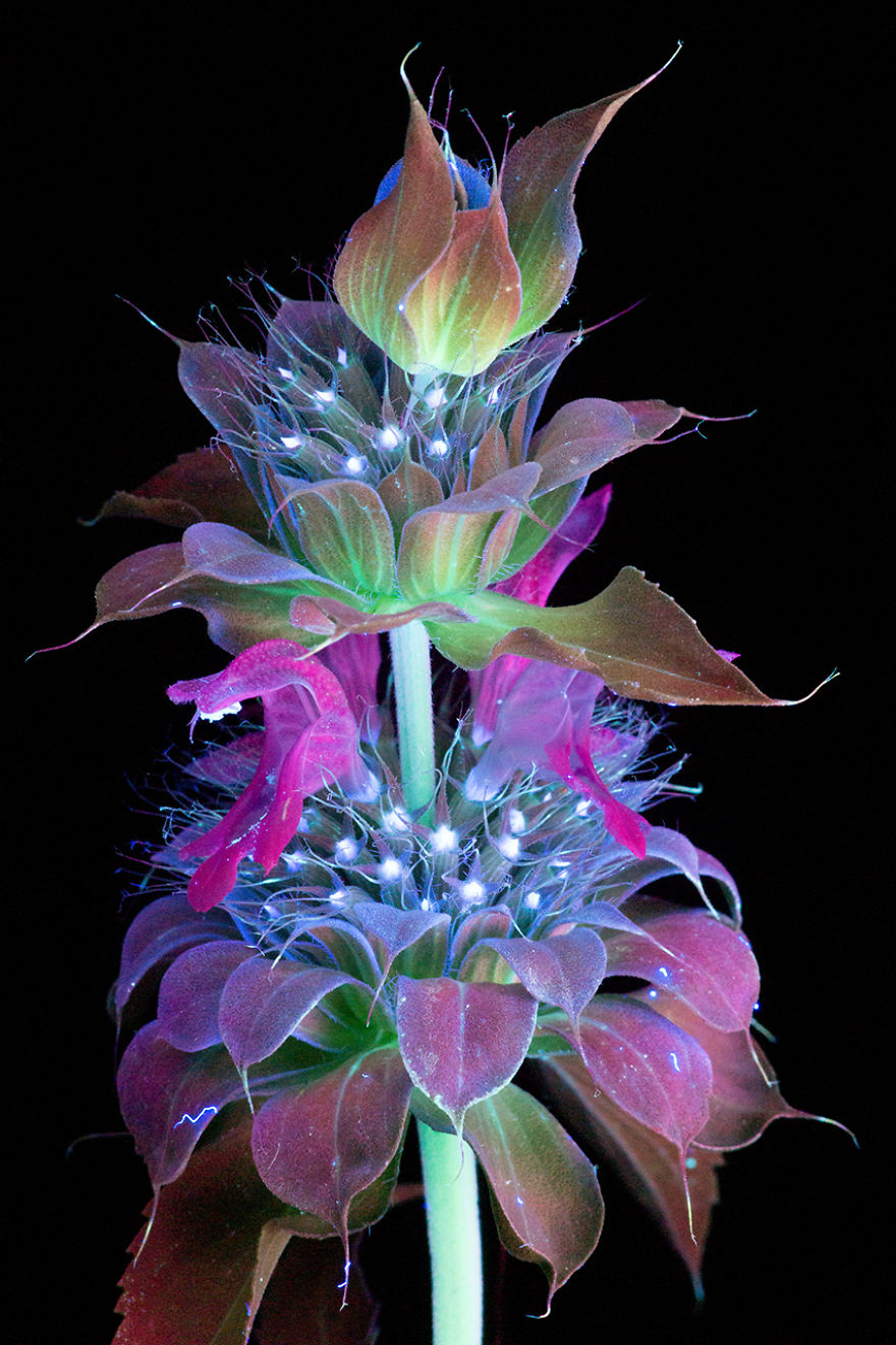 Я сфотографировал невидимый свет, который излучают растения цвета,  Меня, ультрафиолет, источает, самые, разные, облучении, ультрафиолетом, всегда, работаю, максимальной, темноте, используют, лампу, чтобы, виден, ультрафиолете, фотоаппаратуЦветы, испускают, свечение
